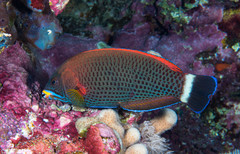 Pseudodax moluccanus