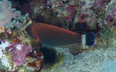 Pseudodax moluccanus