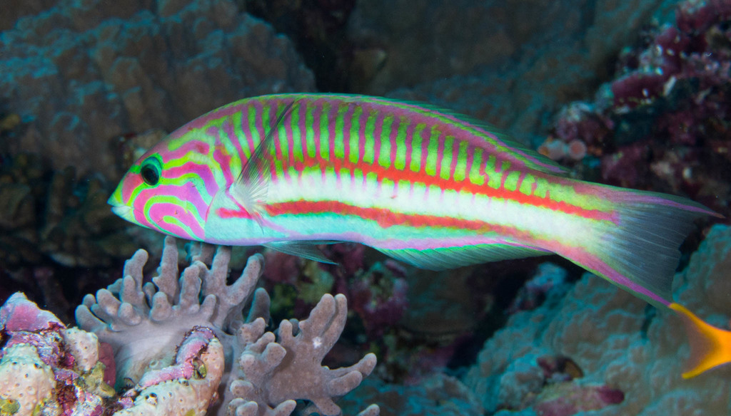 Klunzinger's Wrasse