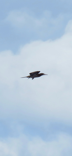 Brown Booby (Sula leucogaster), photo 5