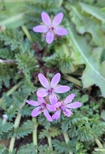 Redstem Stork's-bill