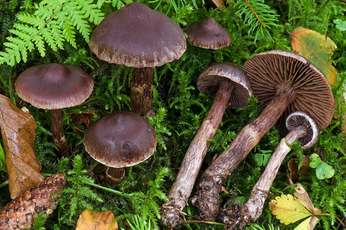 Cortinarius brunneus, 2025-10-05