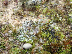 Cladonia cariosa
