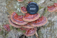 Ganoderma sessiliforme