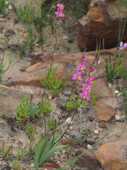 Ixia scillaris scillaris