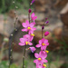 Ixia scillaris - Photo 由 Felix Riegel 所上傳的 (c) Felix Riegel，保留部份權利CC BY-NC