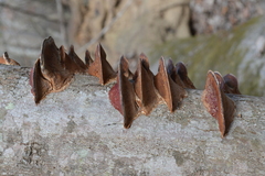 Ganoderma sessiliforme