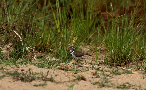 iNaturalist: (c) Peter Kappes, some rights reserved (CC BY-NC), uploaded by Peter Kappes iNaturalist image