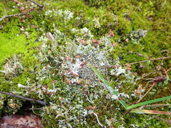 Cladonia cariosa