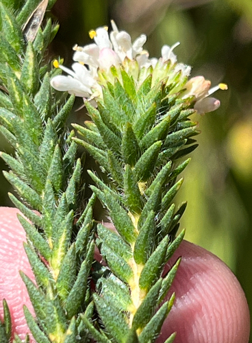 Hairy Buchu (Agathosma hirta)