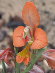 Gladiolus pulcherrimus