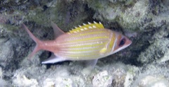 Neoniphon marianus
