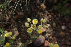 Achyranthemum paniculatum
