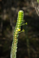 Struthiola argentea