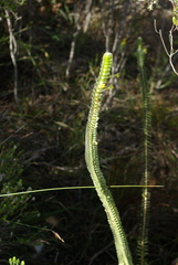 Struthiola argentea