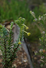 Struthiola argentea