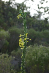 Struthiola argentea