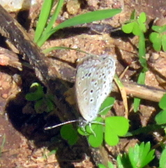 Zizeeria knysna knysna