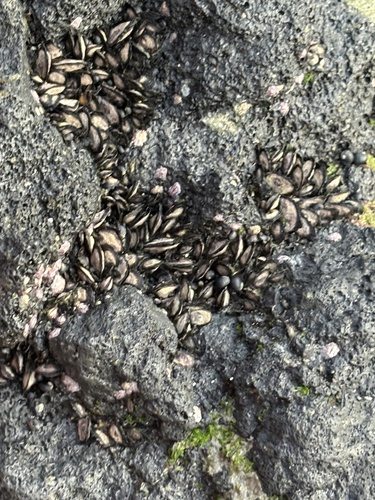 Isognomon californicus observed 2026-01-15
