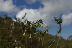 Struthiola argentea