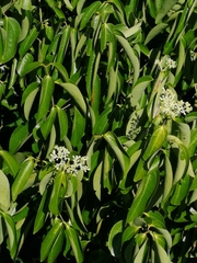 Cinnamomum verum