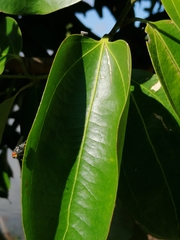 Cinnamomum verum
