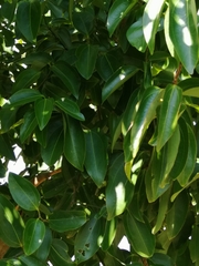 Cinnamomum verum