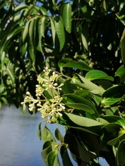 Cinnamomum verum