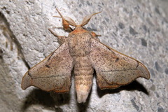 Cicinnus melsheimeri