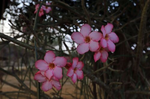 desert rose