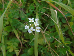 Capsella grandiflora