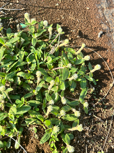 Gomphrena celosioides, 2026-01-16
