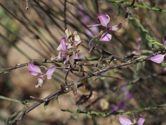 Polygala brachyphylla
