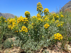 Rafnia globosa