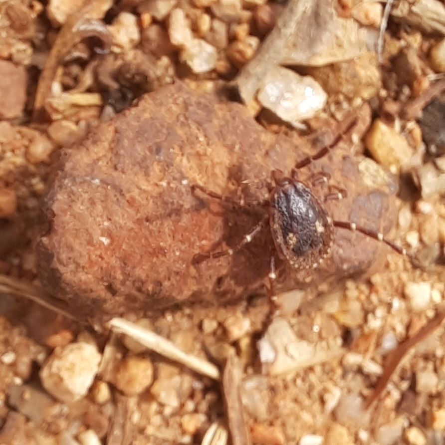 Amblyomma triguttatum Koch, 1844