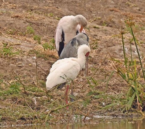 iNaturalist: (c) Giff Beaton, some rights reserved (CC BY-NC), uploaded by Giff Beaton iNaturalist image