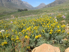 Rafnia globosa