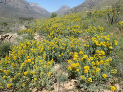 Rafnia globosa