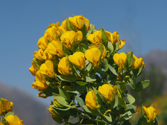 Rafnia globosa