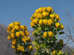 Rafnia globosa