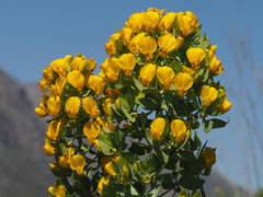 Rafnia globosa