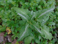 Lamium bifidum