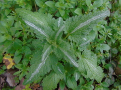 Lamium bifidum