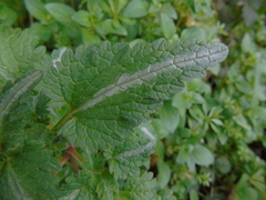 Lamium bifidum