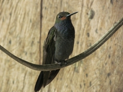 Urochroa bougueri