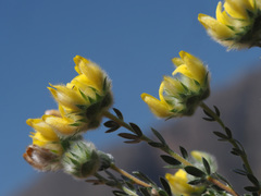 Aspalathus tridentata