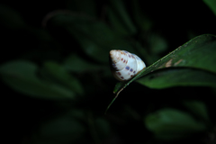 Drymaeus interpunctus