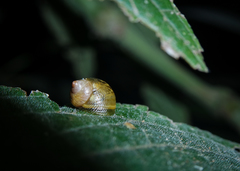 Simpulopsis sulculosa