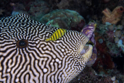 Map Puffer — seen at this dive site