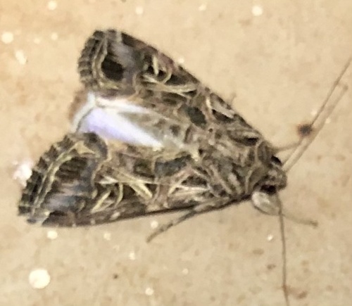 Mediterranean Brocade